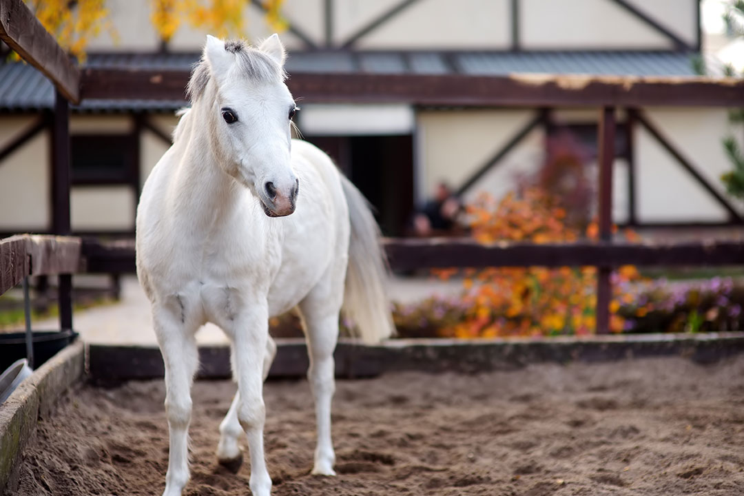 Diplomatura de Coaching con Caballos